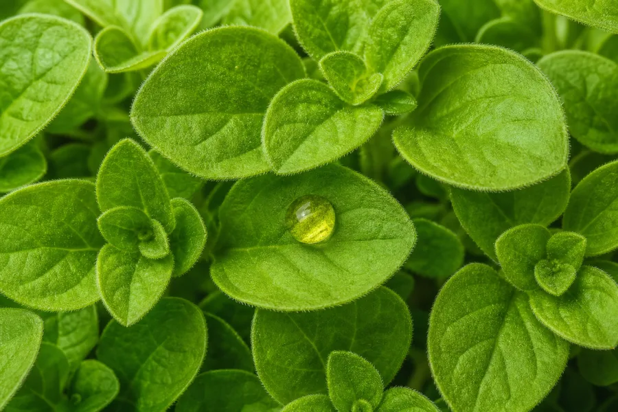 Macro de hoja de orégano con gota de aceite esencial rico en carvacrol